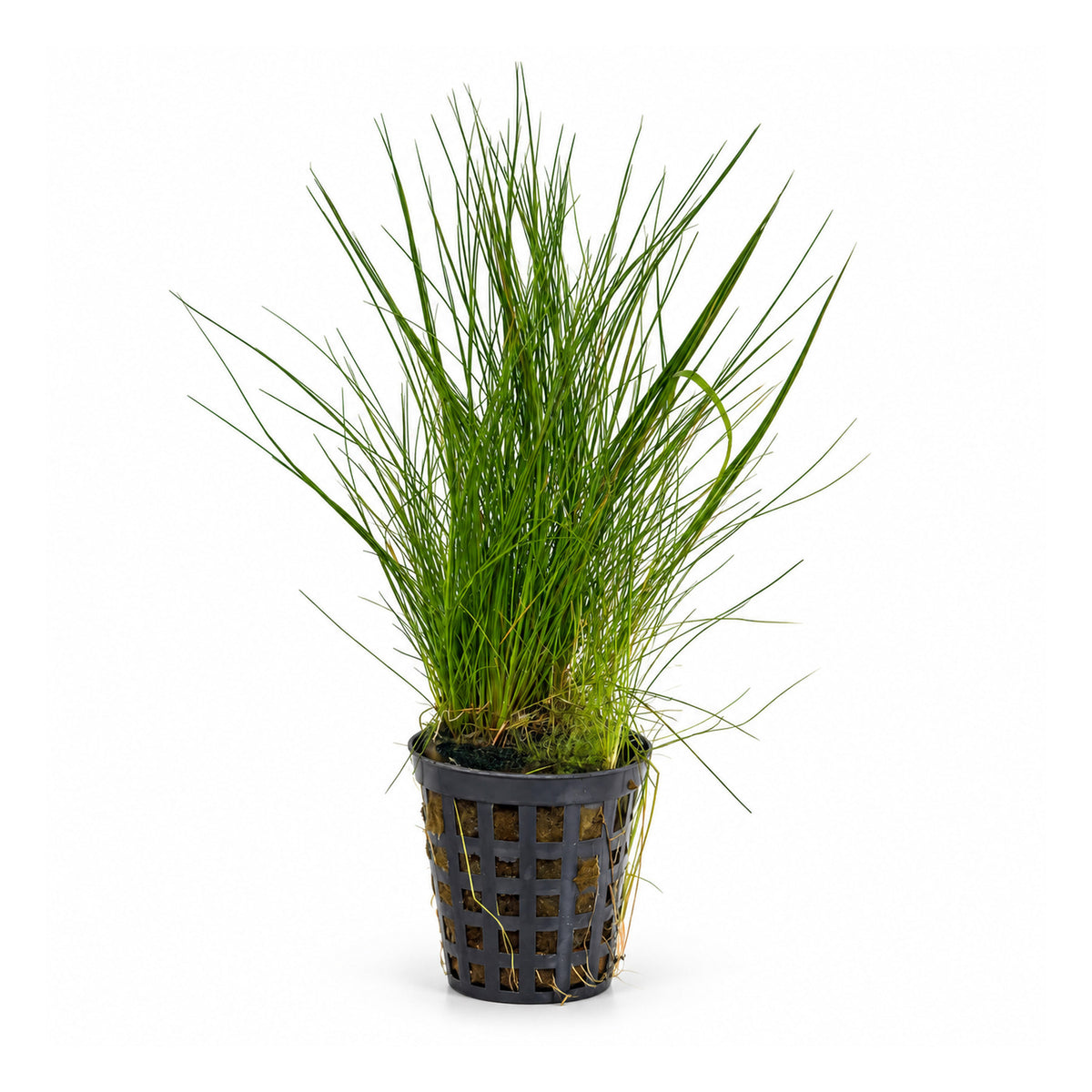 Eleocharis acicularis