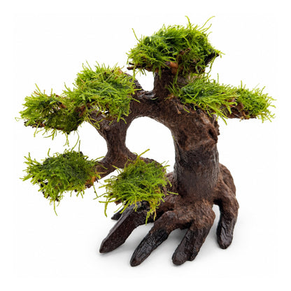 Bonsai Tree with Moss - Medium Size