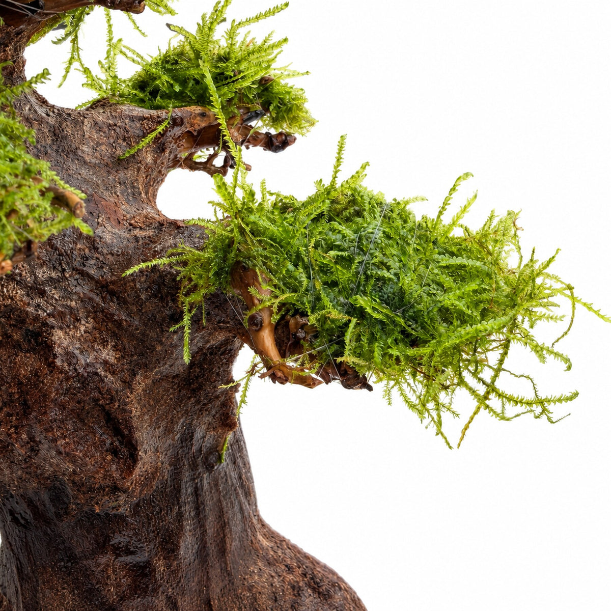 Bonsai Tree with Moss - Medium Size