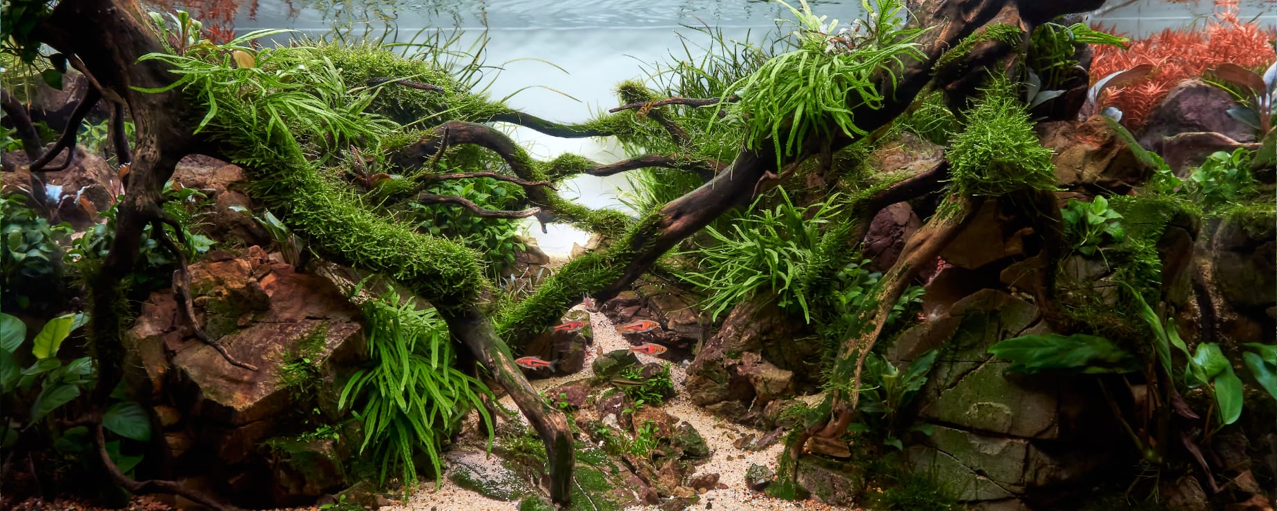 Fresh aquarium plants delivered across the UK — lush planted aquascape