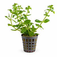 Bacopa amplexicaulis