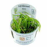 Tropica Blyxa japonica 1-2-GROW! - Aqua Essentials