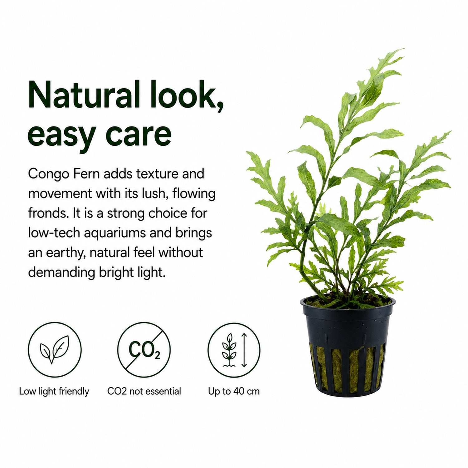 Potted Congo Fern with text on a white background