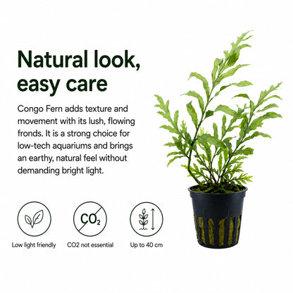 Potted Congo Fern with text on a white background