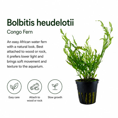 Bolbitis heudelotii Congo Fern with care instructions on a white background