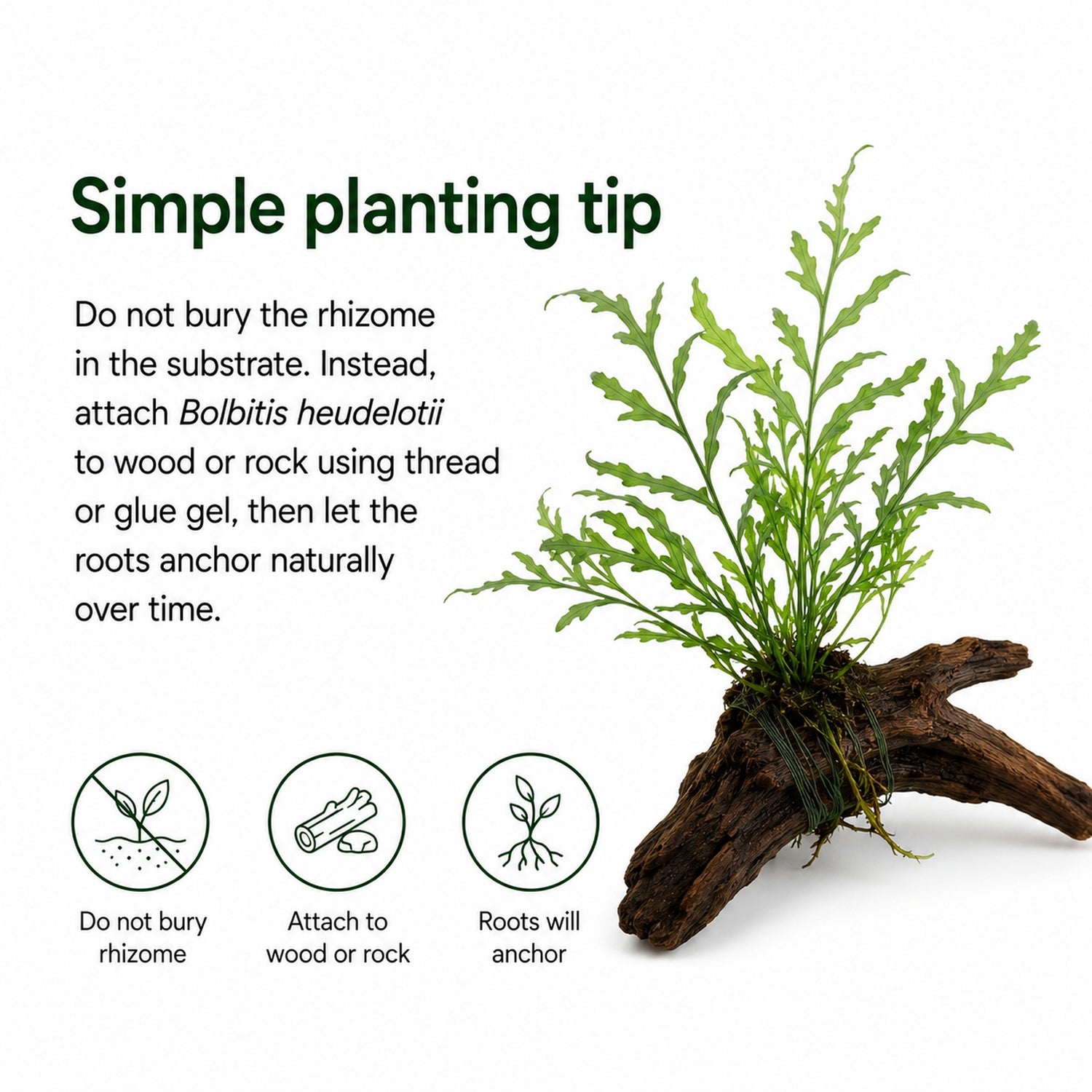 Planting tip for Bolbitis heudelotii with text and icons on a white background