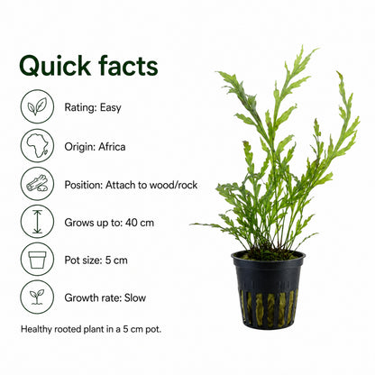 Potted plant with quick facts on a white background