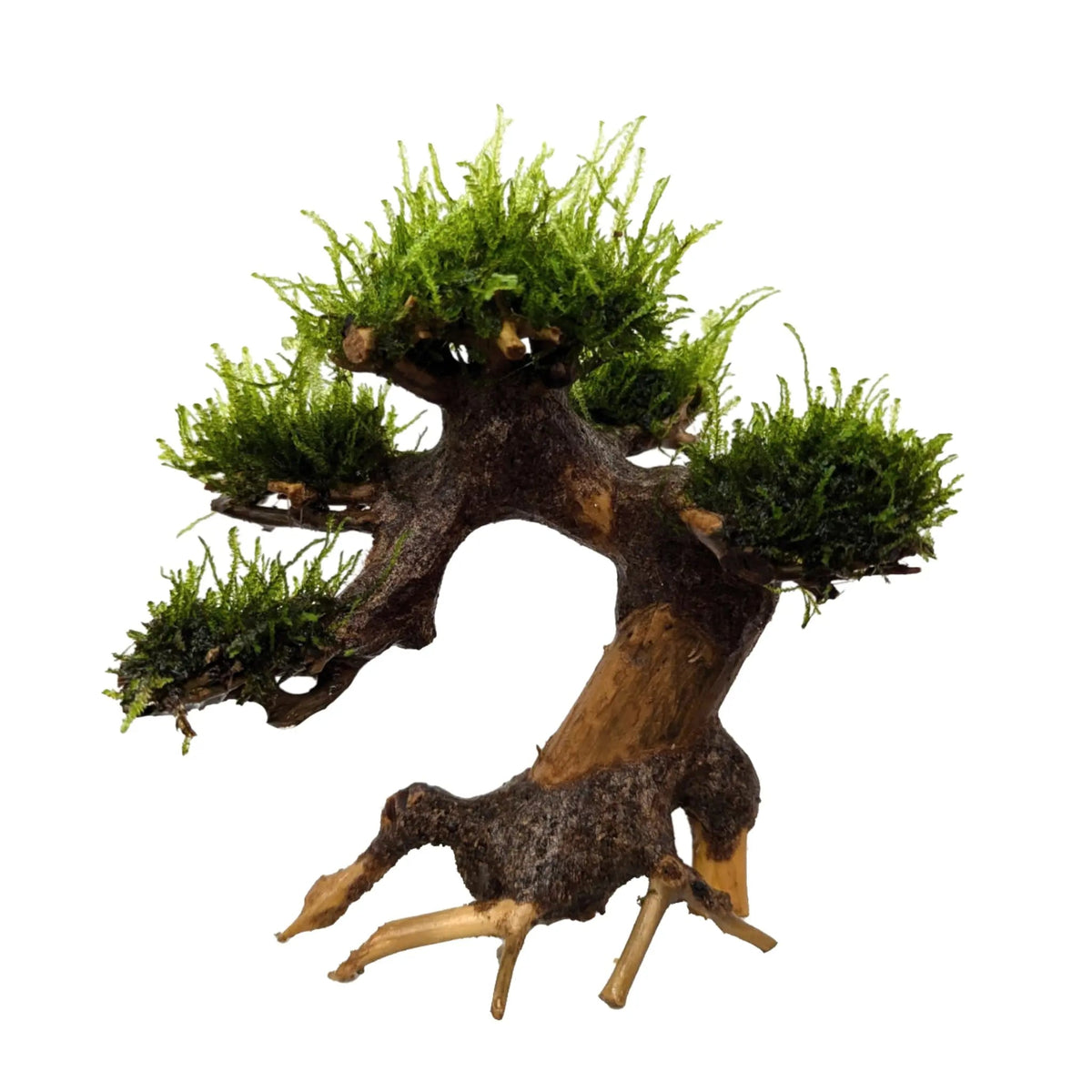 Bonsai tree with moss - Mini - view 1