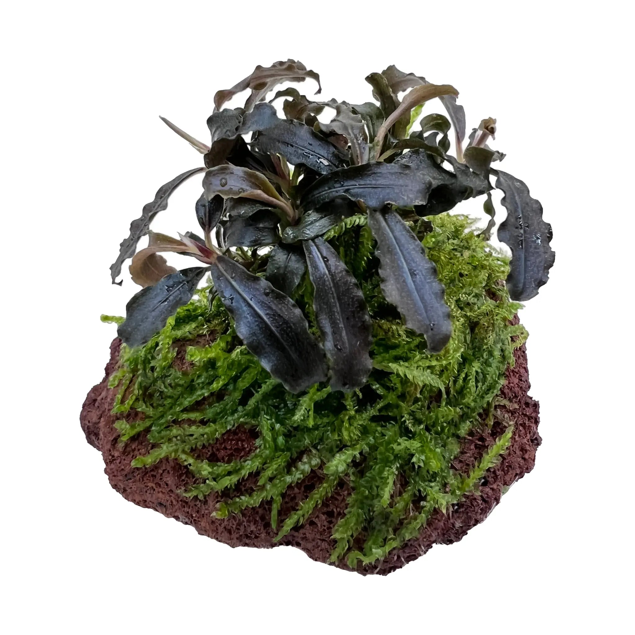 Bucephalandra with Moss On Mini Lava - Aqua Essentials