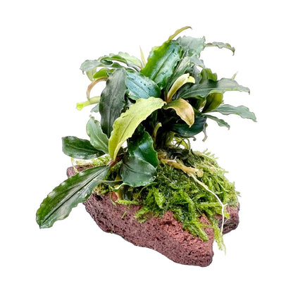 Bucephalandra with Moss On Mini Lava - Aqua Essentials