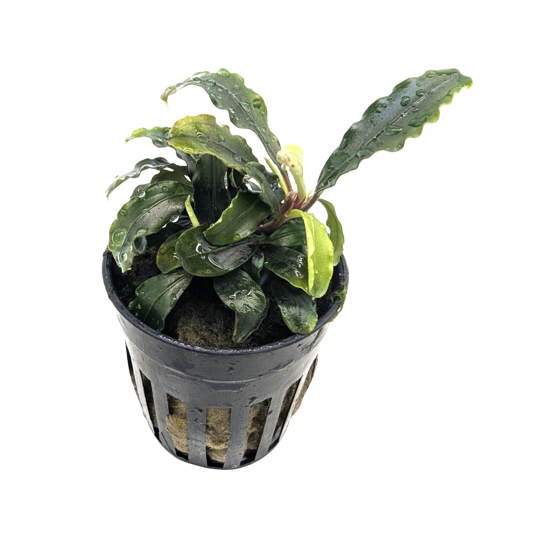 Bucephalandra theia Green - Green Variant Epiphyte - Aqua Essentials