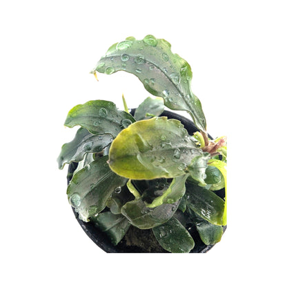 Bucephalandra theia Green