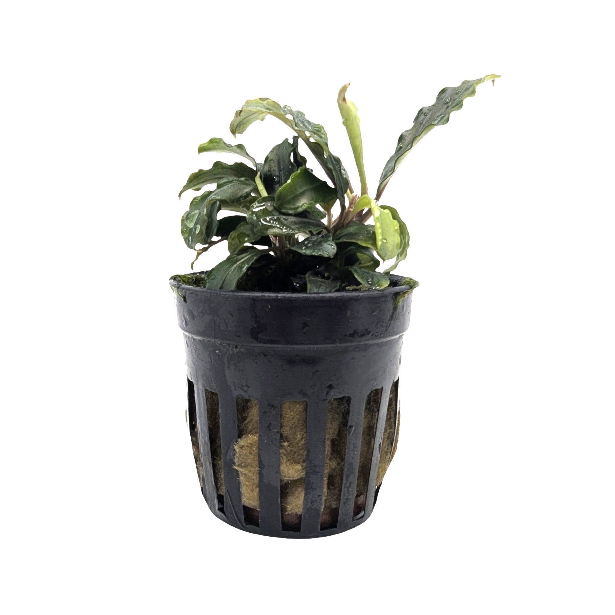 Bucephalandra theia Green - Green Variant Epiphyte - Aqua Essentials