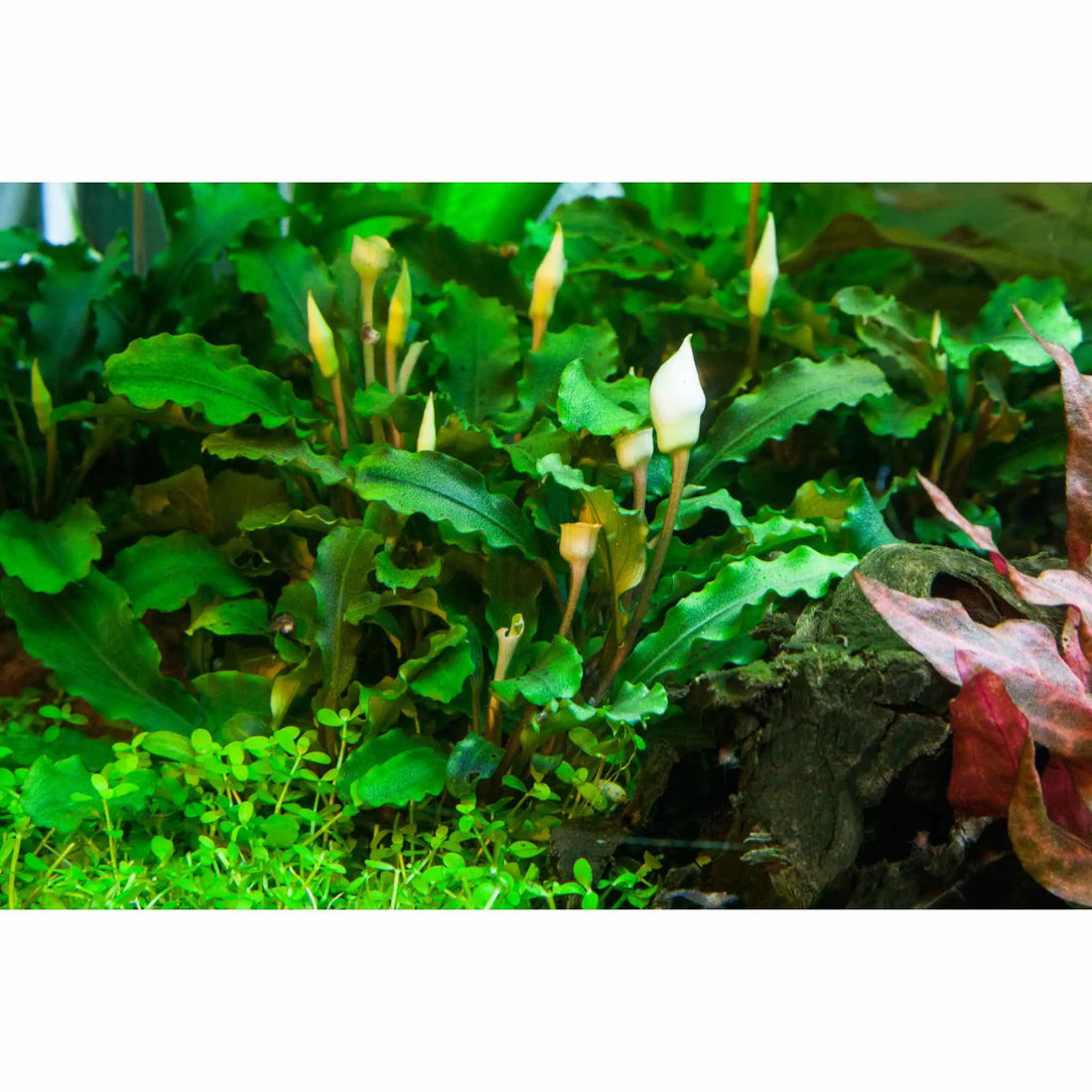 Tropica Bucephalandra pygmaea Bukit Kalem 1-2-GROW! - Aqua Essentials