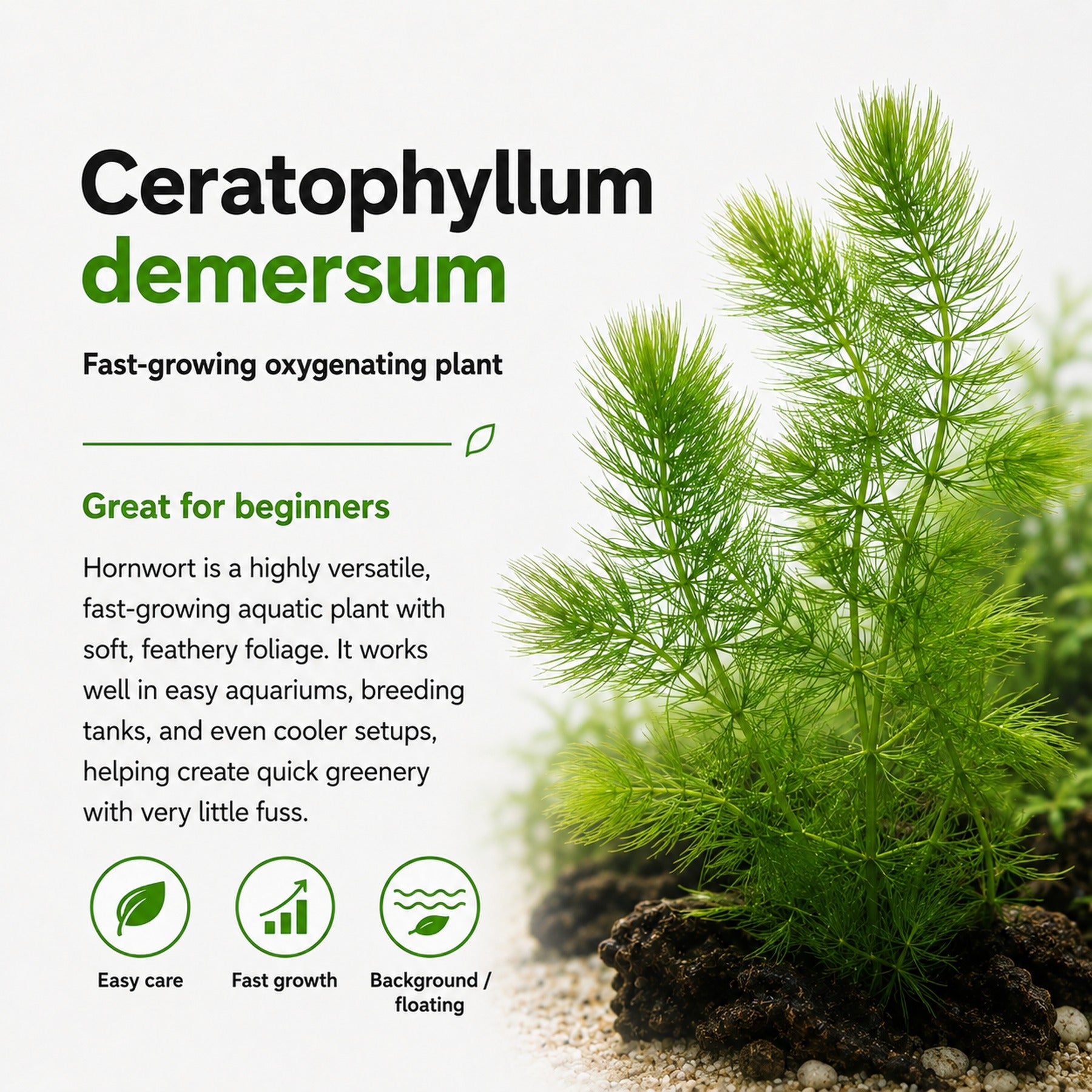 Hornwort (Ceratophyllum demersum) – Fast Growing Algae Fighter