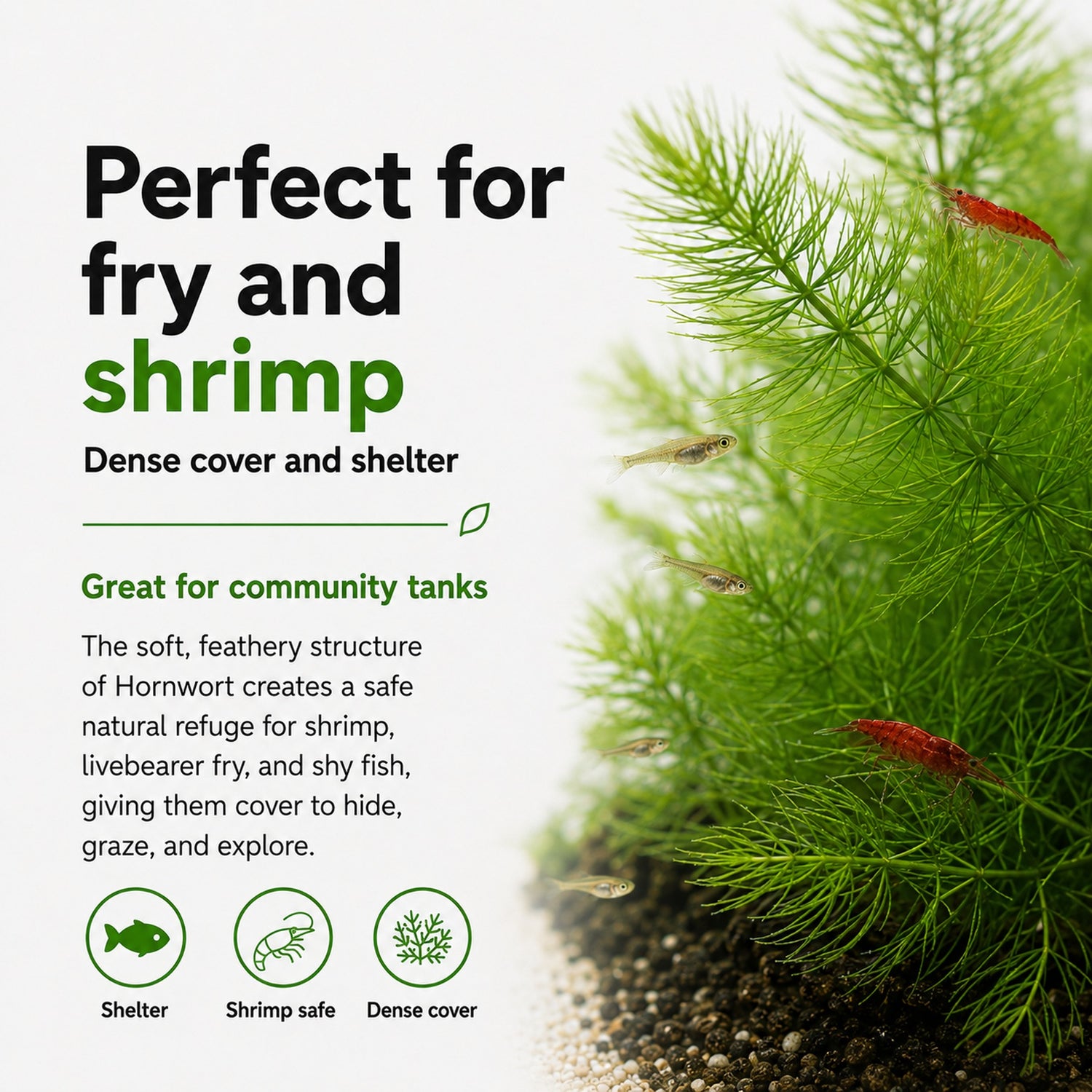 Hornwort (Ceratophyllum demersum) – Fast Growing Algae Fighter