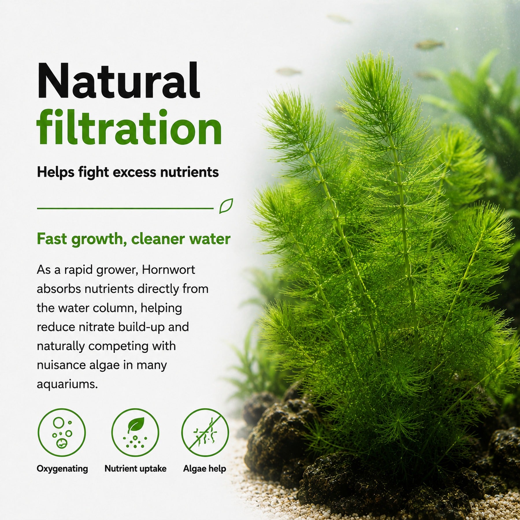 Hornwort (Ceratophyllum demersum) – Fast Growing Algae Fighter