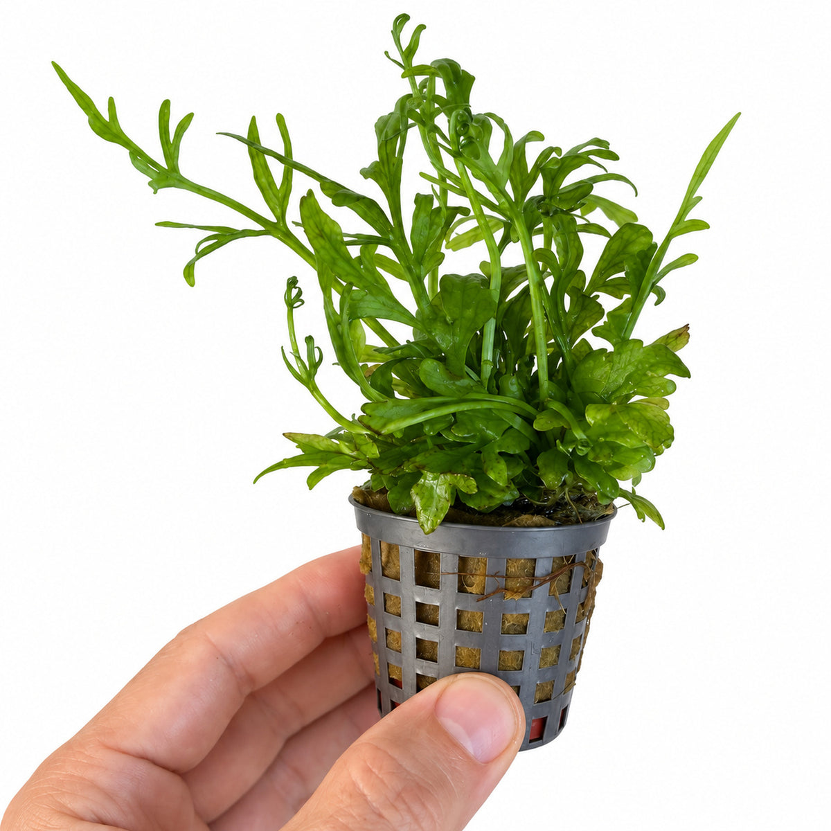 Ceratopteris thalictroides