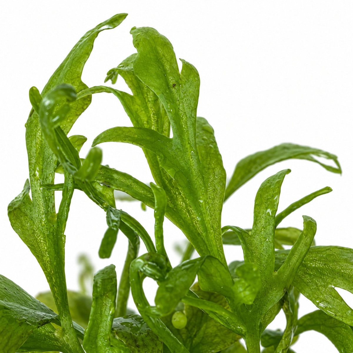 Ceratopteris thalictroides