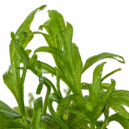 Ceratopteris thalictroides