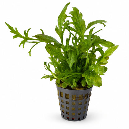 Ceratopteris thalictroides