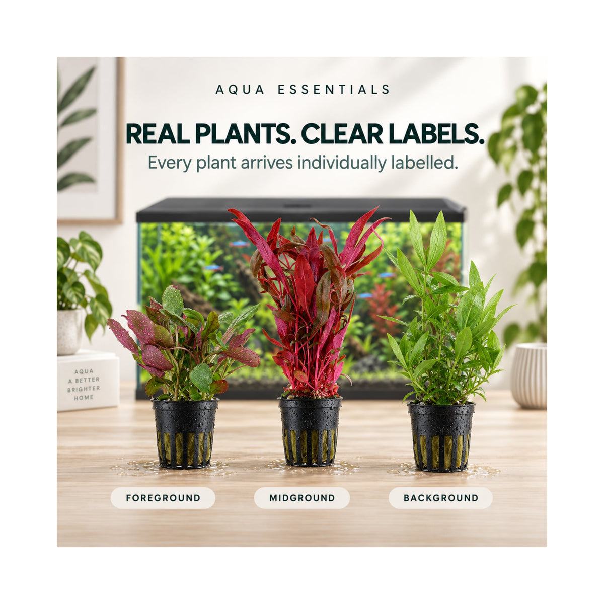 Ciano Aqua 60 Aquarium Plant Collection