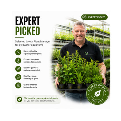 Coldwater Box of Aquarium Plants
