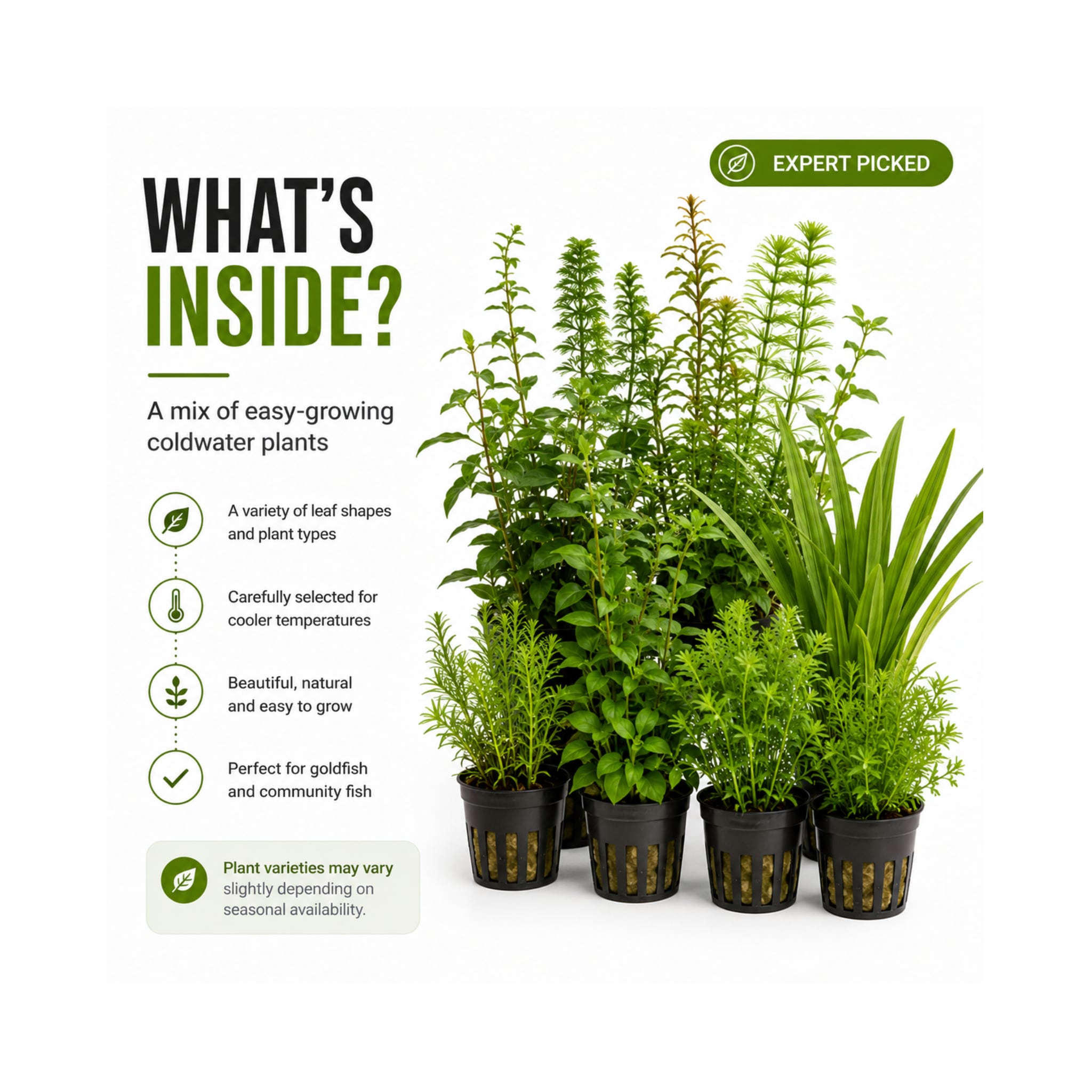Coldwater Box of Aquarium Plants