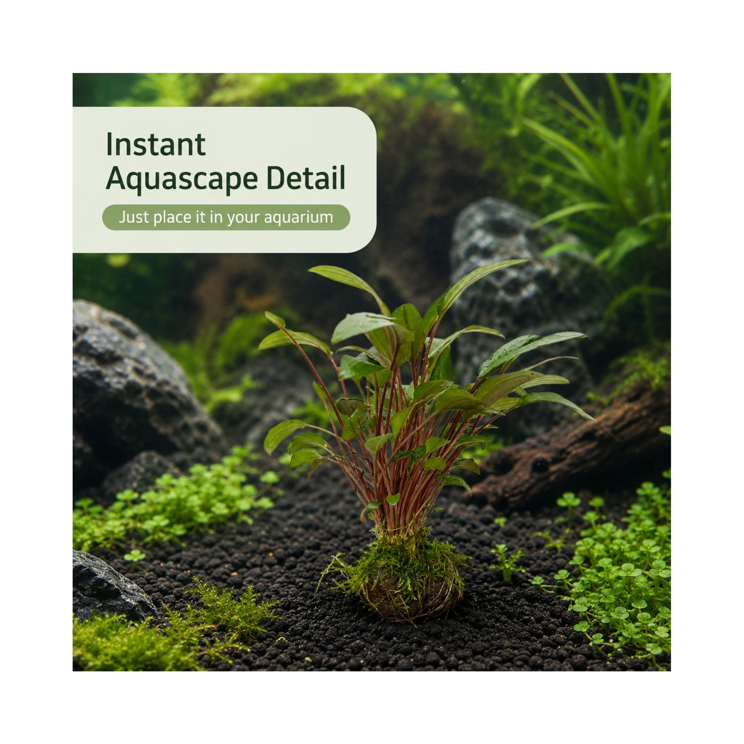 Cryptocoryne on Lava Rock with Moss - Mini