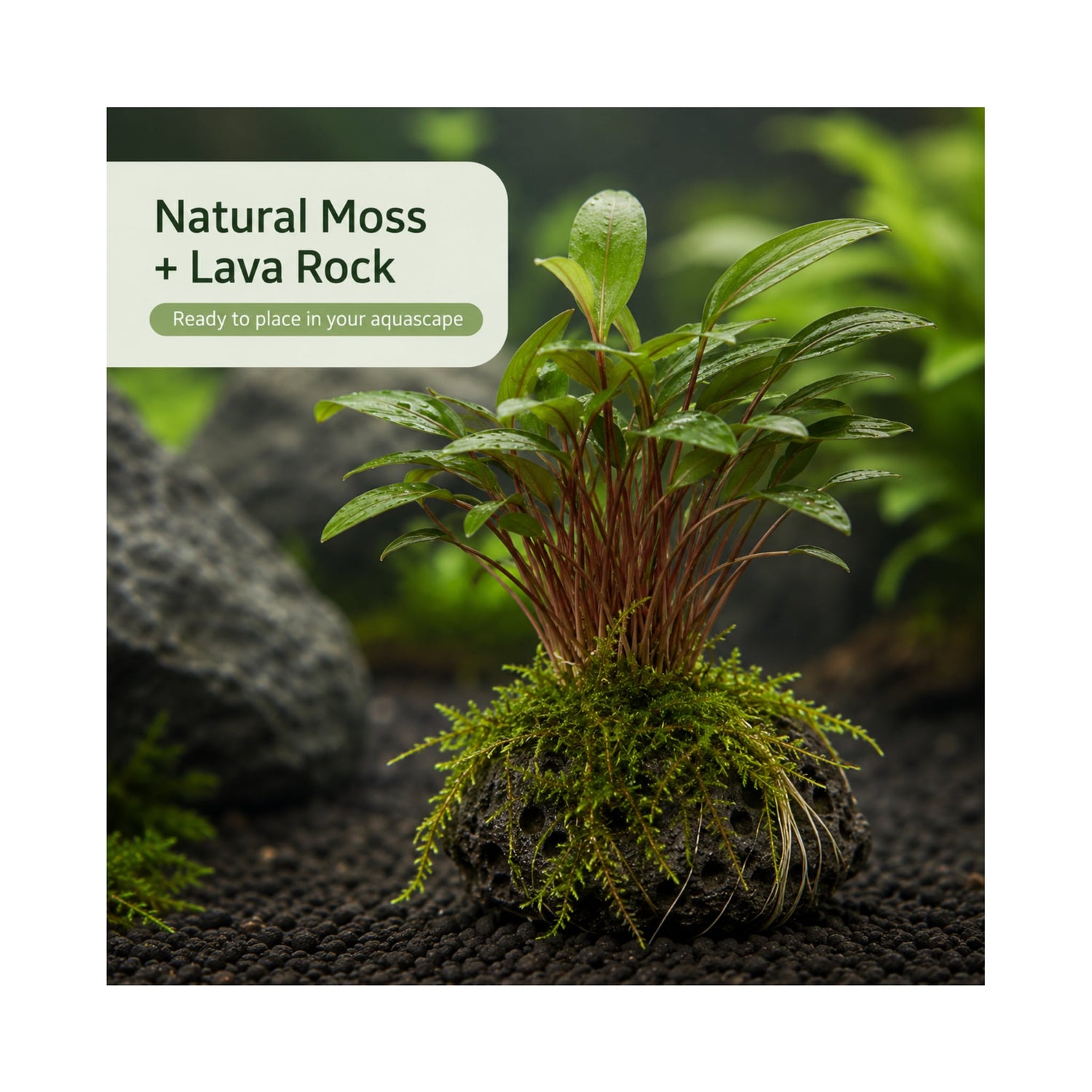 Cryptocoryne on Lava Rock with Moss - Mini
