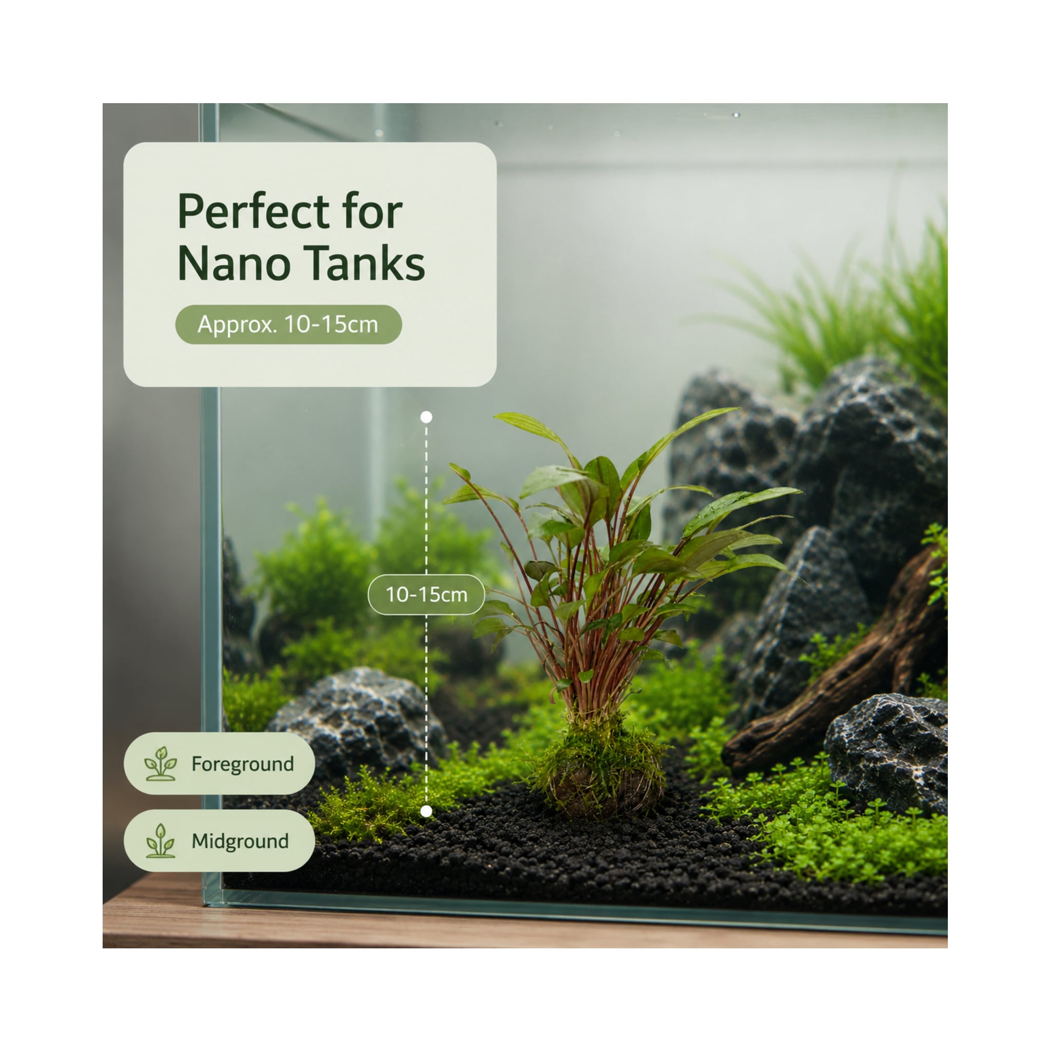 Cryptocoryne on Lava Rock with Moss - Mini
