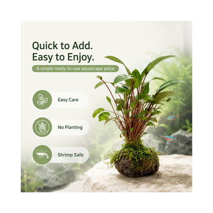 Cryptocoryne on Lava Rock with Moss - Mini