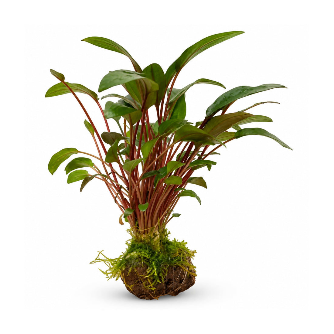 Cryptocoryne on Lava Rock with Moss - Mini