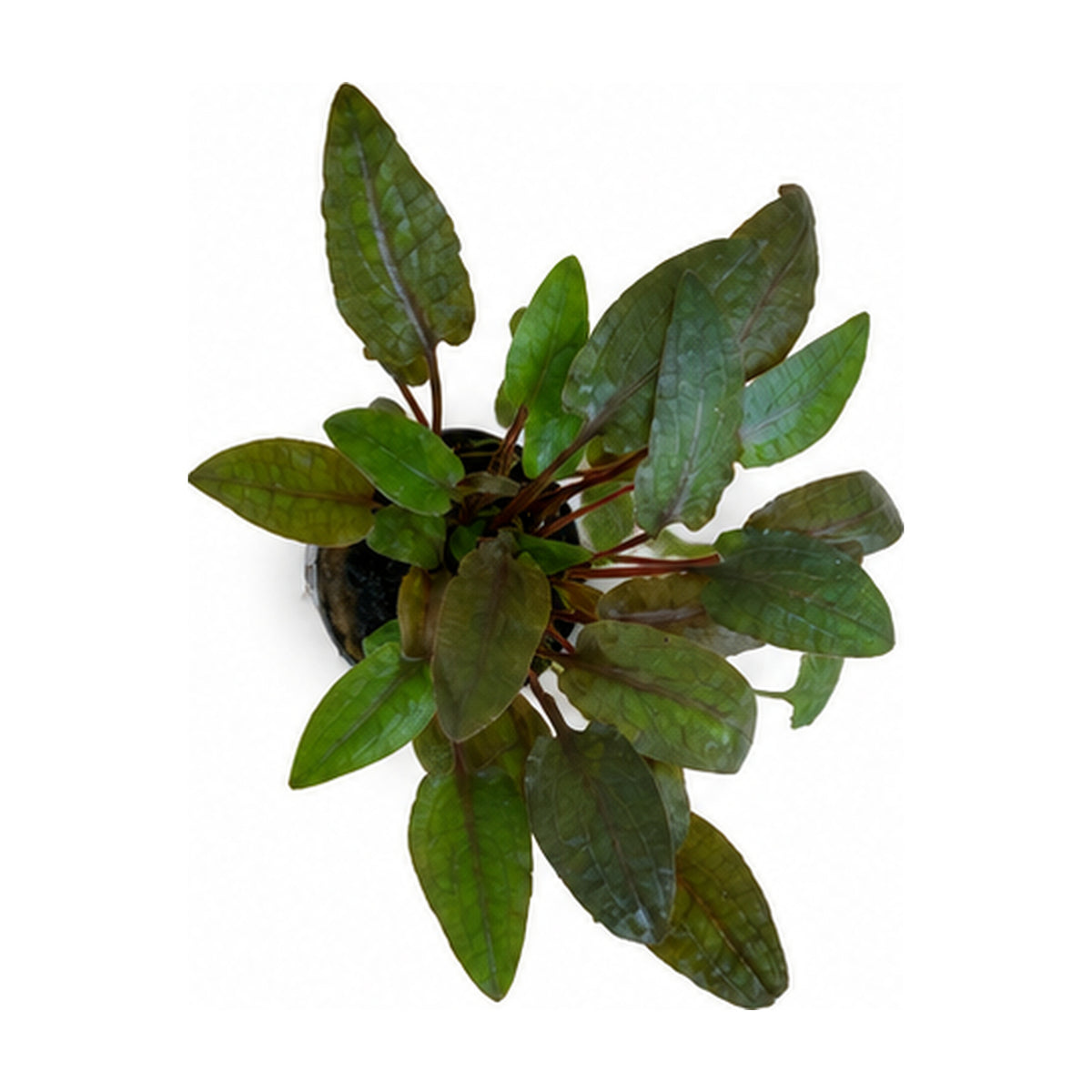 Cryptocoryne bullosa