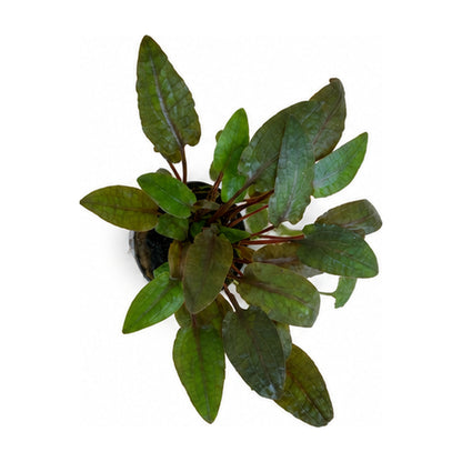 Cryptocoryne bullosa
