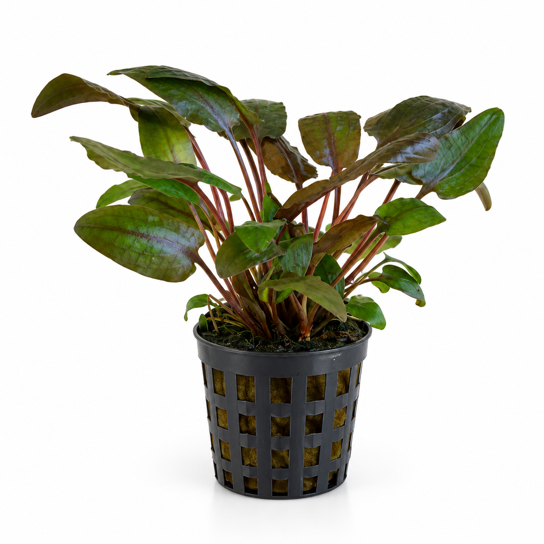 Cryptocoryne bullosa
