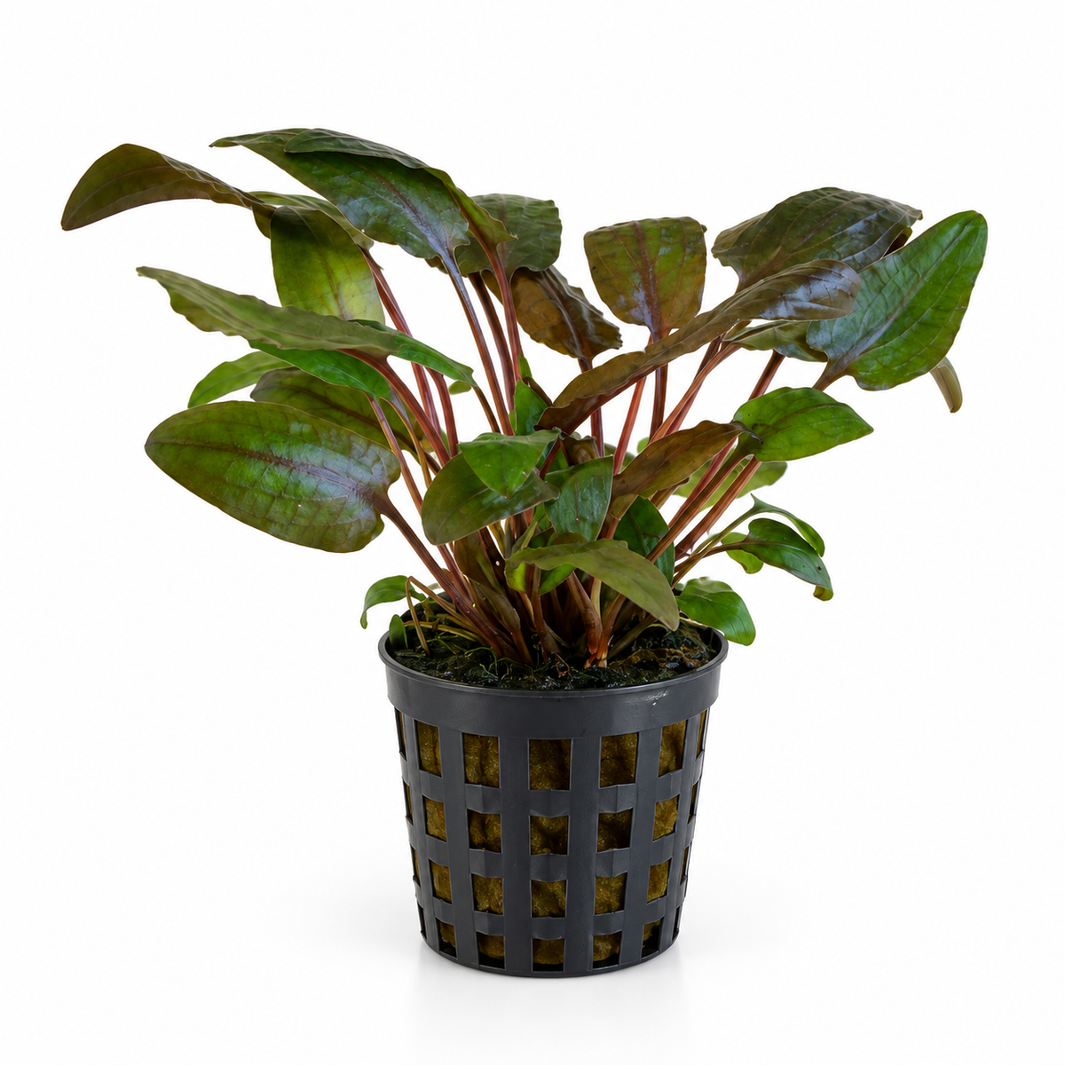Cryptocoryne bullosa