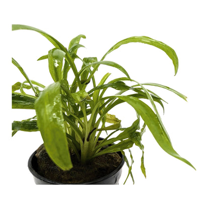 Cryptocoryne costata