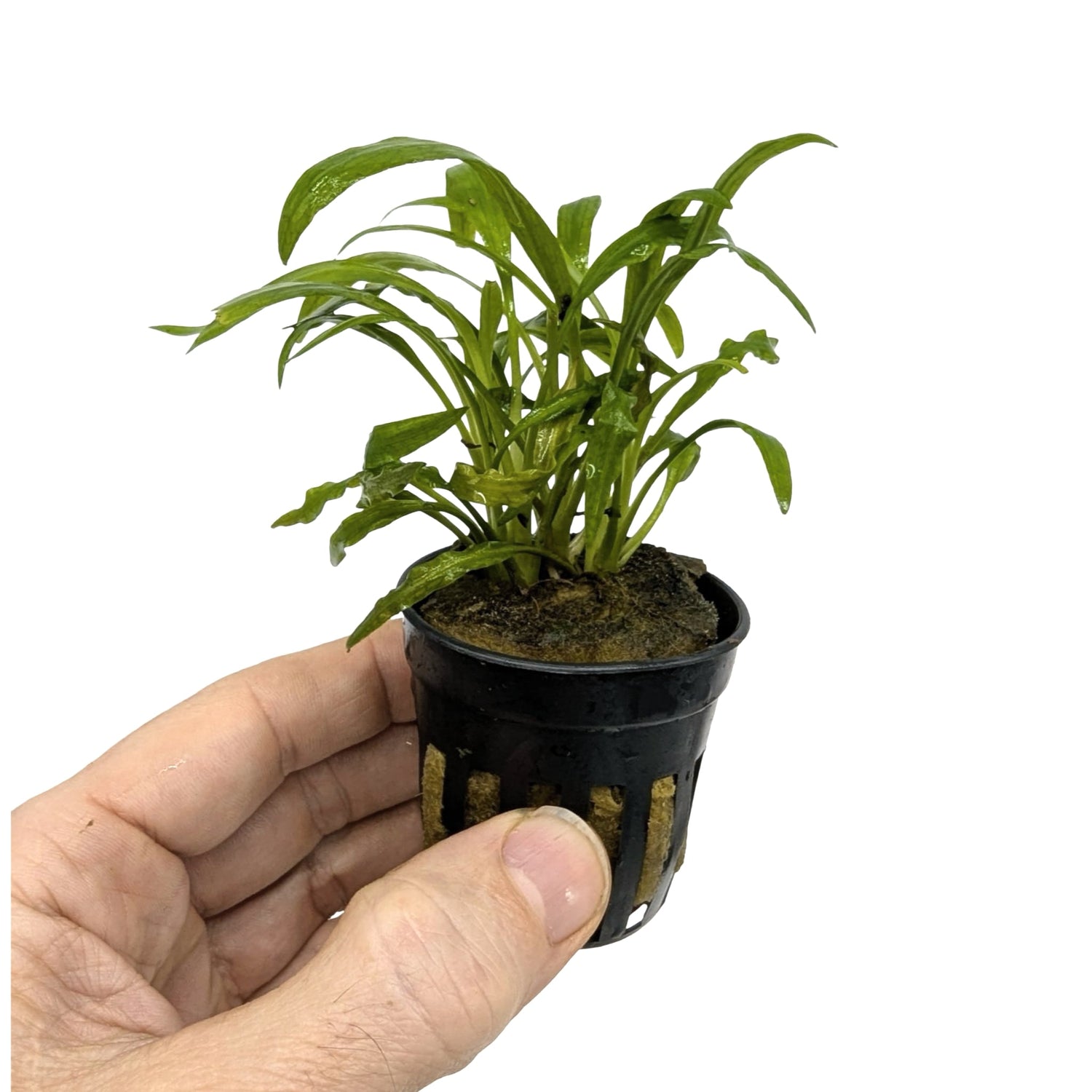 Cryptocoryne costata