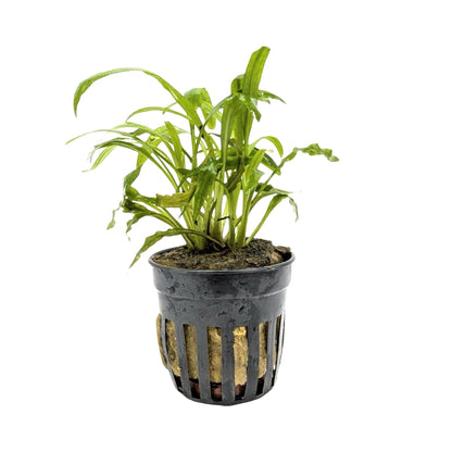 Cryptocoryne costata