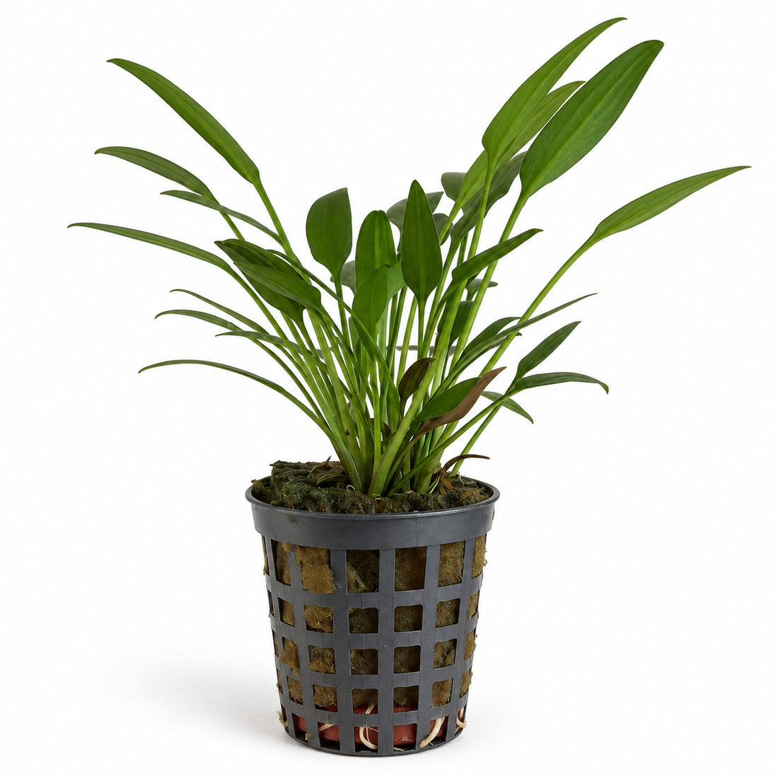 Cryptocoryne nevelli