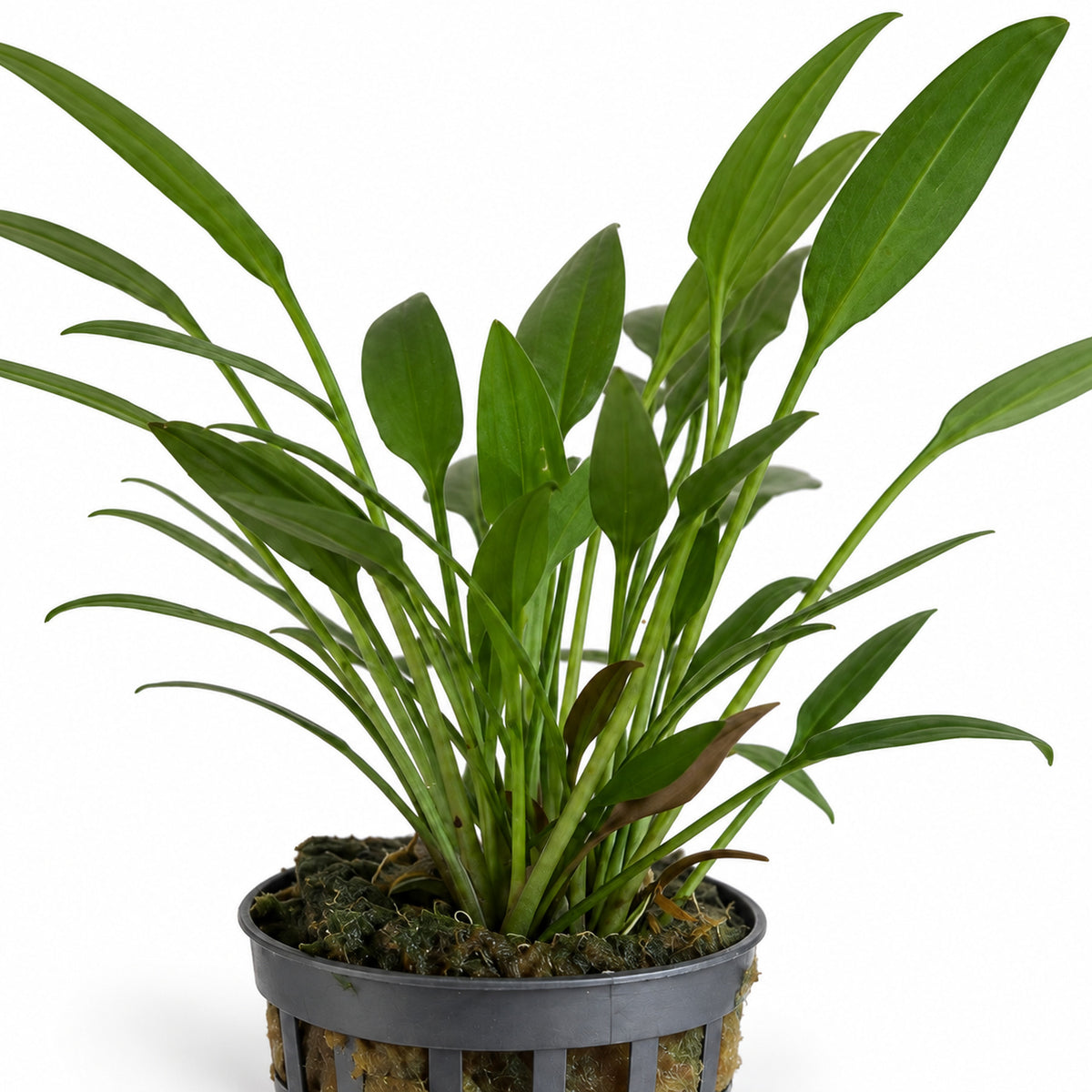 Cryptocoryne nevelli