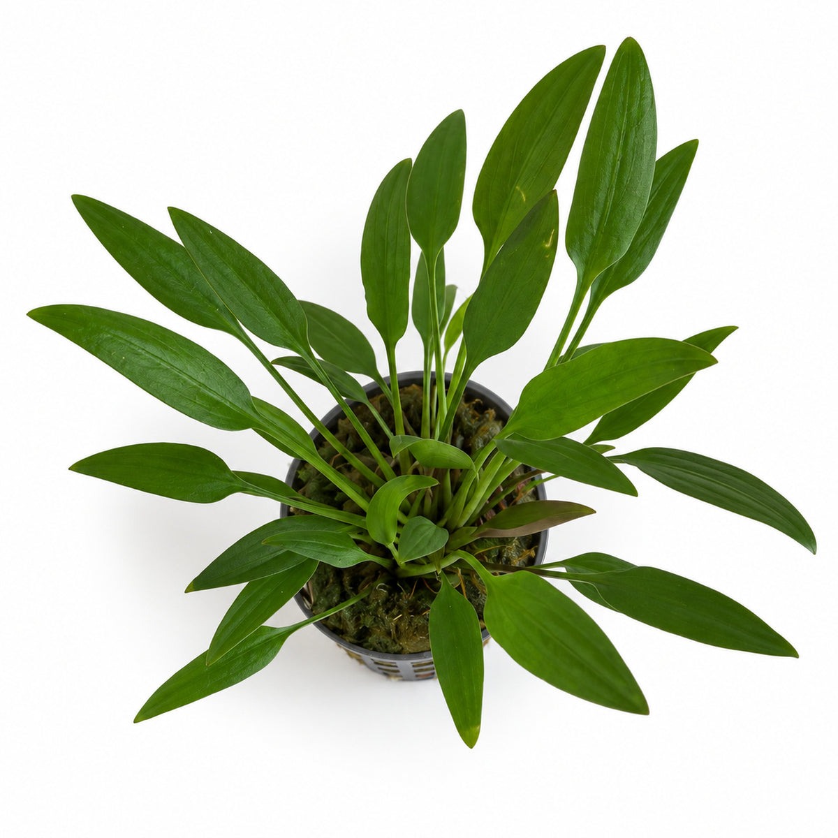 Cryptocoryne nevelli