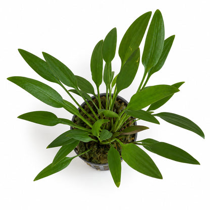 Cryptocoryne nevelli