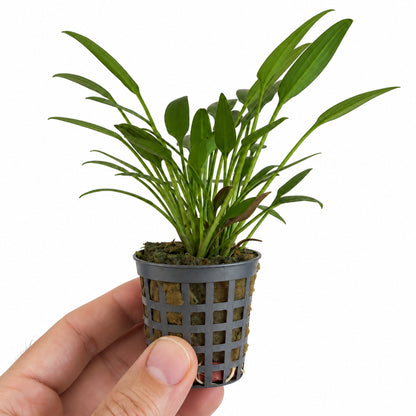 Cryptocoryne nevelli