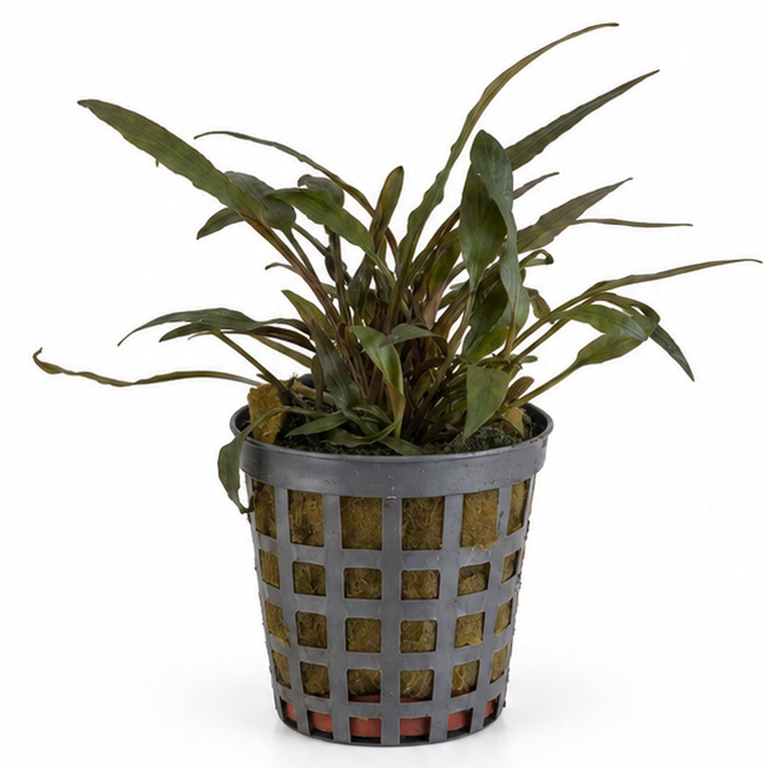 Cryptocoryne petchii