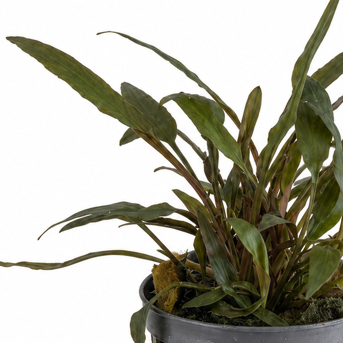 Cryptocoryne petchii