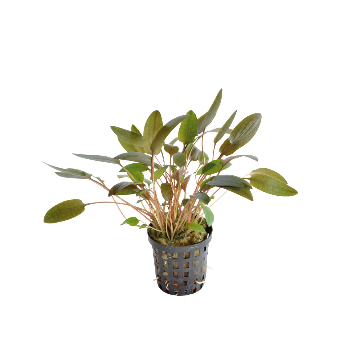 Cryptocoryne wendtii Brown