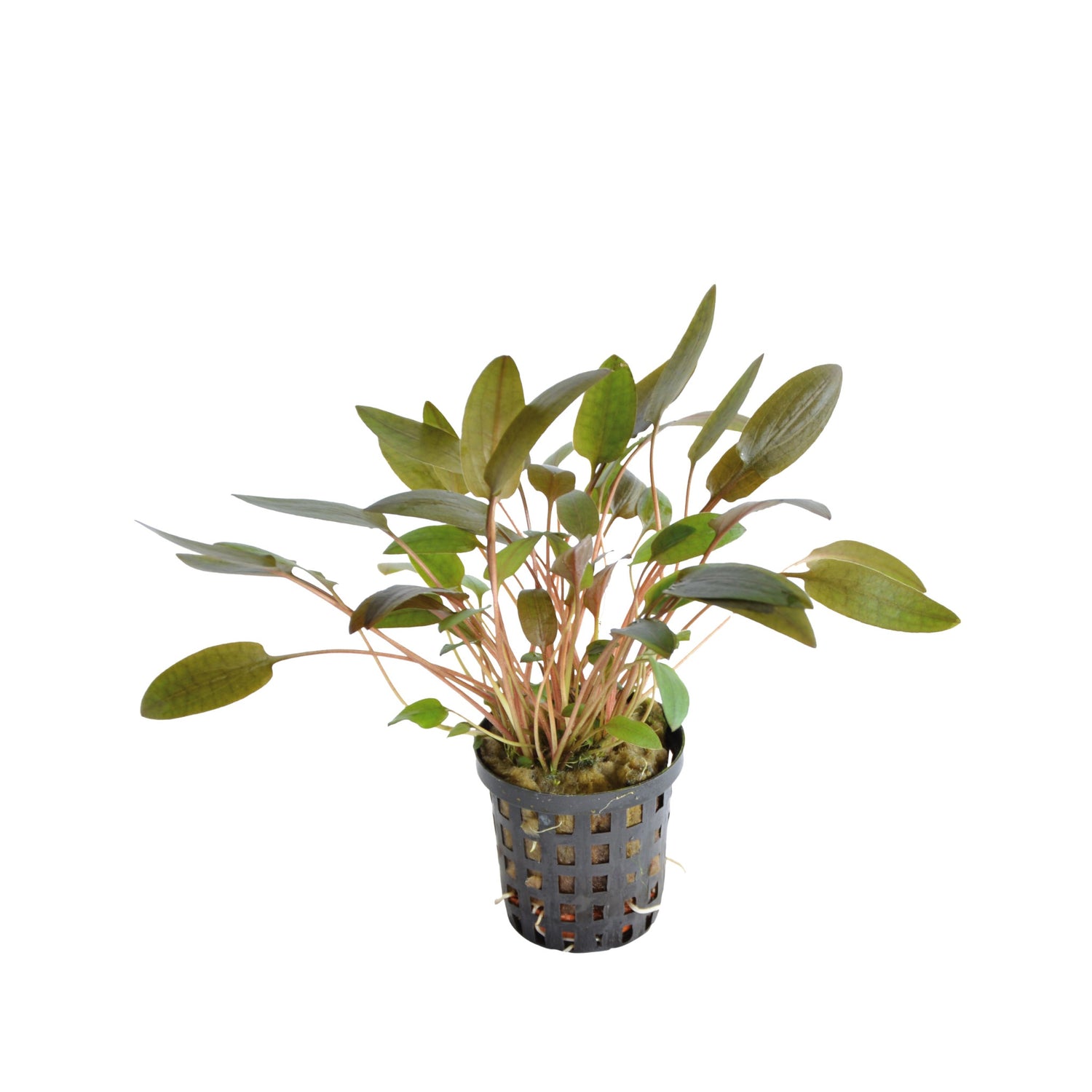 Cryptocoryne wendtii Brown