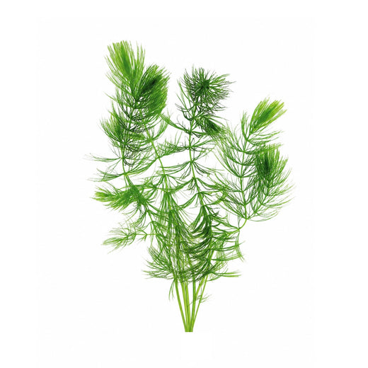 Hornwort (Ceratophyllum demersum) – Fast Growing Algae Fighter